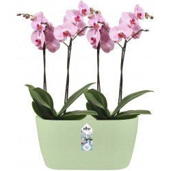Elho Brussels Orchid Duo Indoor Flowerpot - Soft Green - 12.6 cm Height